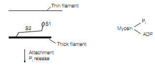 80_muscle force.png